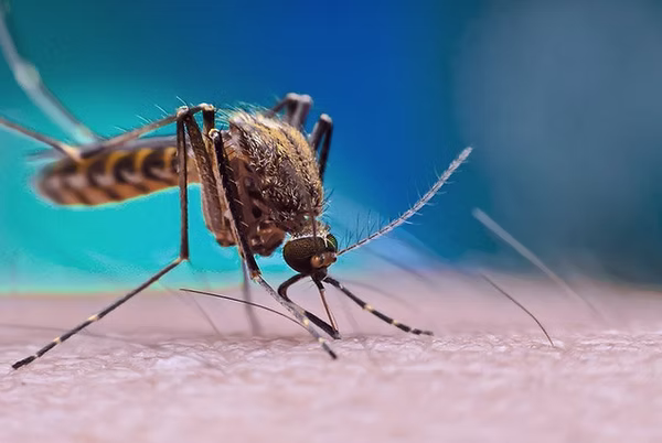 Chikungunya - Sintomas, Causas e Tratamentos