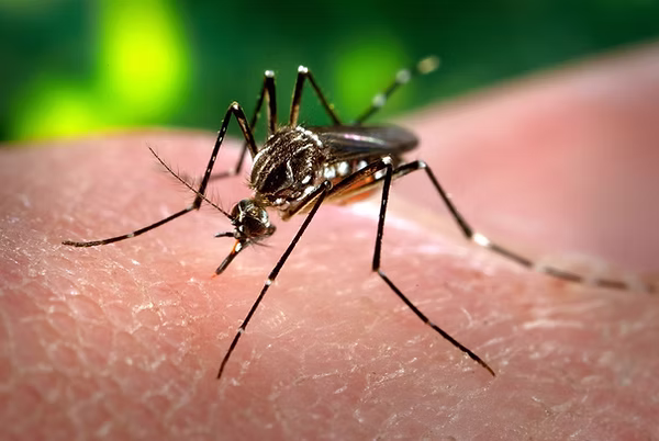 aedes-aegypti
